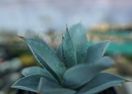 アガベ　ドラゴントゥース　Agave Dagontoes　No.6