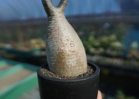 パキポディウム　グラキリス　 Pachypodium Gracilius  No.10