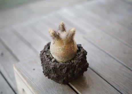 パキポディウム グラキリス　Pachypodium Gracilius