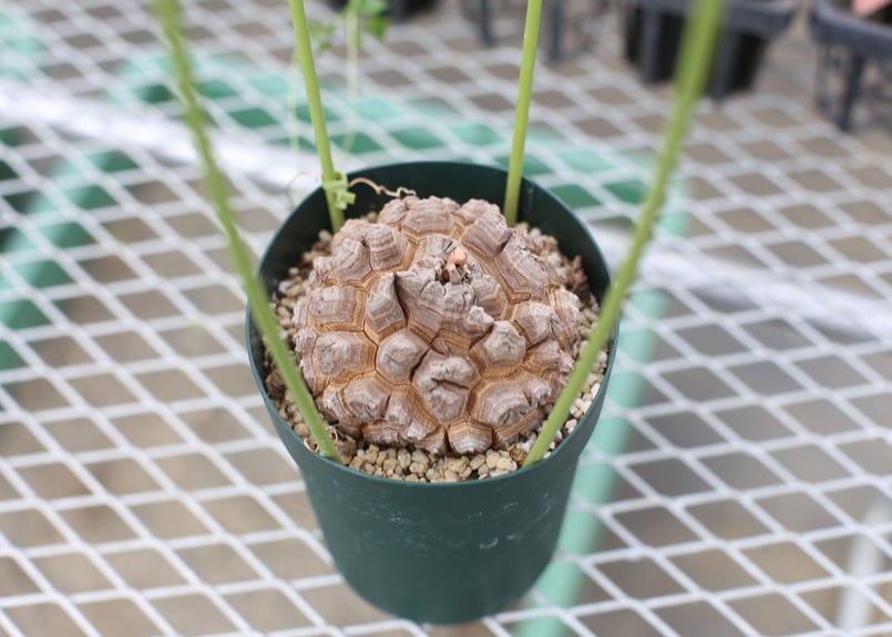 亀甲竜 | mana's farm:塊根植物・アガベ・ドライガーデン植物販売|マナ