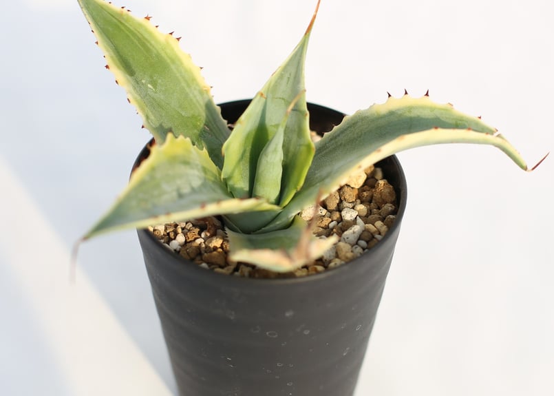 Agave 怒雷神錦 | mana's farm:塊根植物・アガベ・ドライガーデン植物