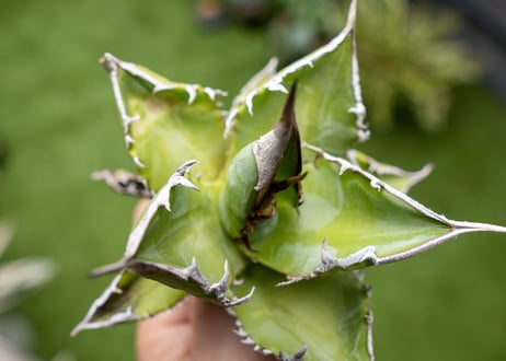 Agave Sowing seeds NO.4   (G)