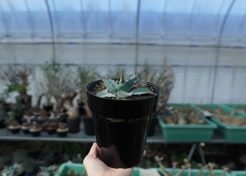 アガベ パラサナ ”トライアンファント” agave parrasana
