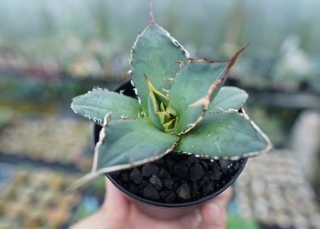アガベ　チタノタ　FO-76　Agave titanota  FO-76　No.7