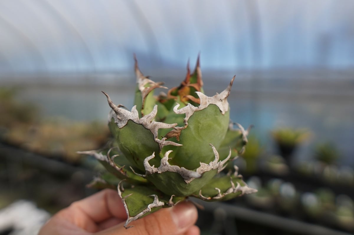 agave titanota シーザー caesar | mana