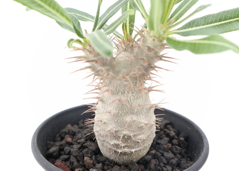 パキポディウム グラキリス 実生 №10 | mana's farm:塊根植物