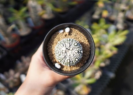 アストロフィツム　スーパー兜 Astrophytum asterias 'Super Kabuto'　No.1