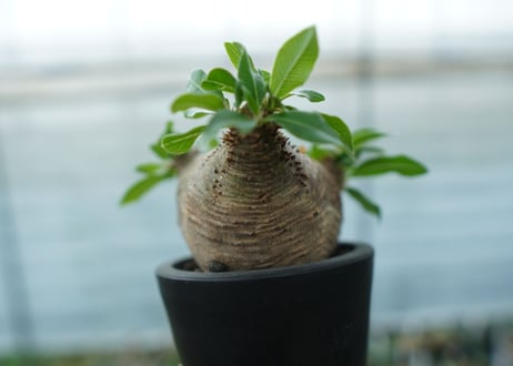 パキポディウム　マカイエンセ　Pachypodium makayense No.3