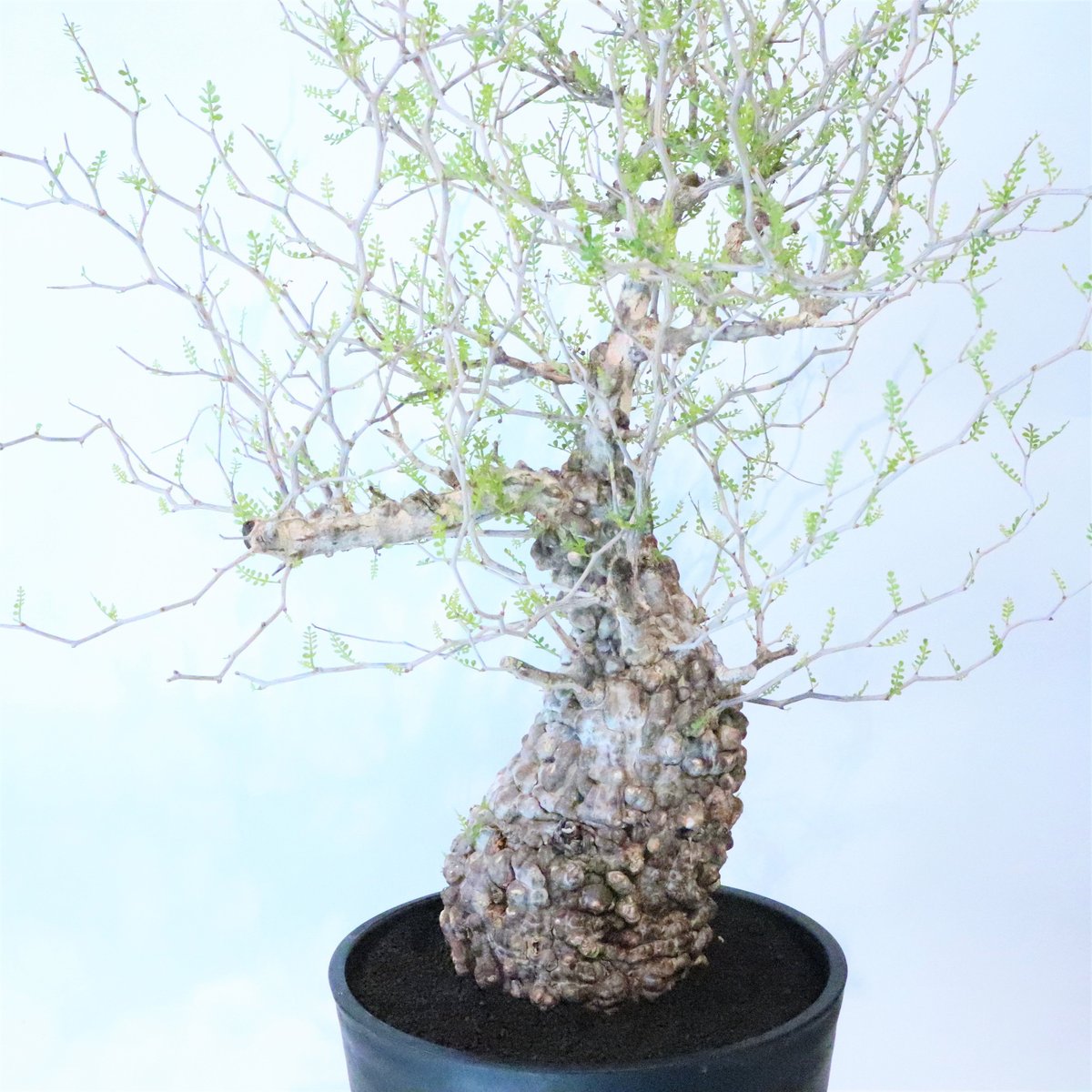 オペルクリカリア パキプス no.5 | mana's farm:塊根植物・アガベ