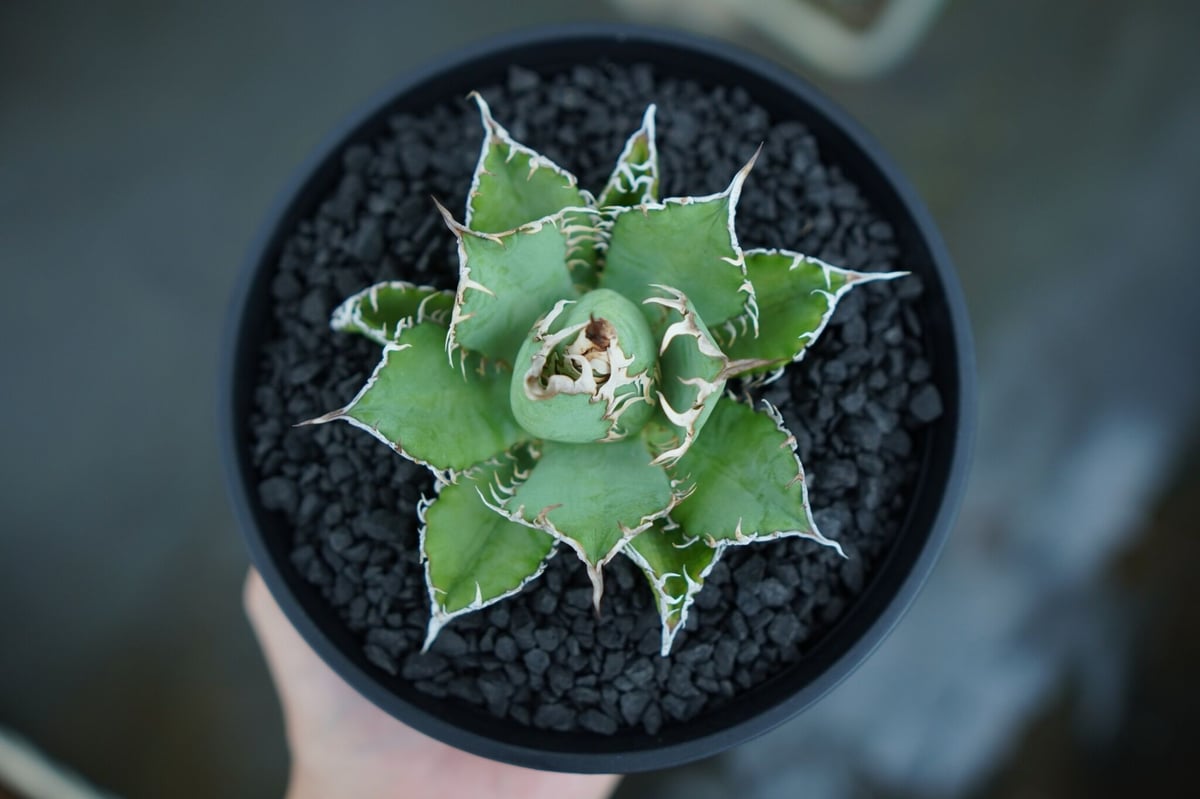 アガベ チタノタ フィリグリー agave titanota filigree No.4 |