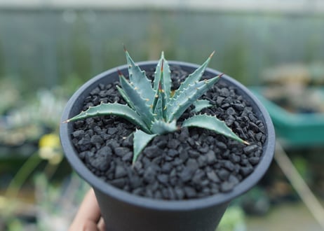 アガベ　ユタエンシス　Agave uthaensis　No.2