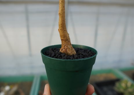 フィカス パルメリー Ficus palmeri  No.1