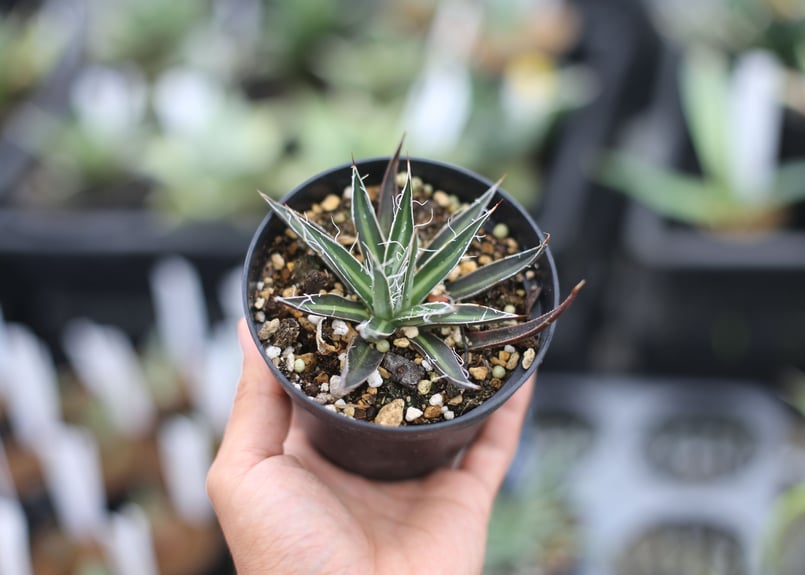 アガベ ムルチフィリフェラ | mana's farm:塊根植物・アガベ・ドライ