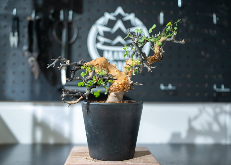 コミフォラ カタフ | mana's green:塊根植物販売|マナズグリーン コミフォラ カタフ | mana's green:塊根植物販売|マナズグリーン