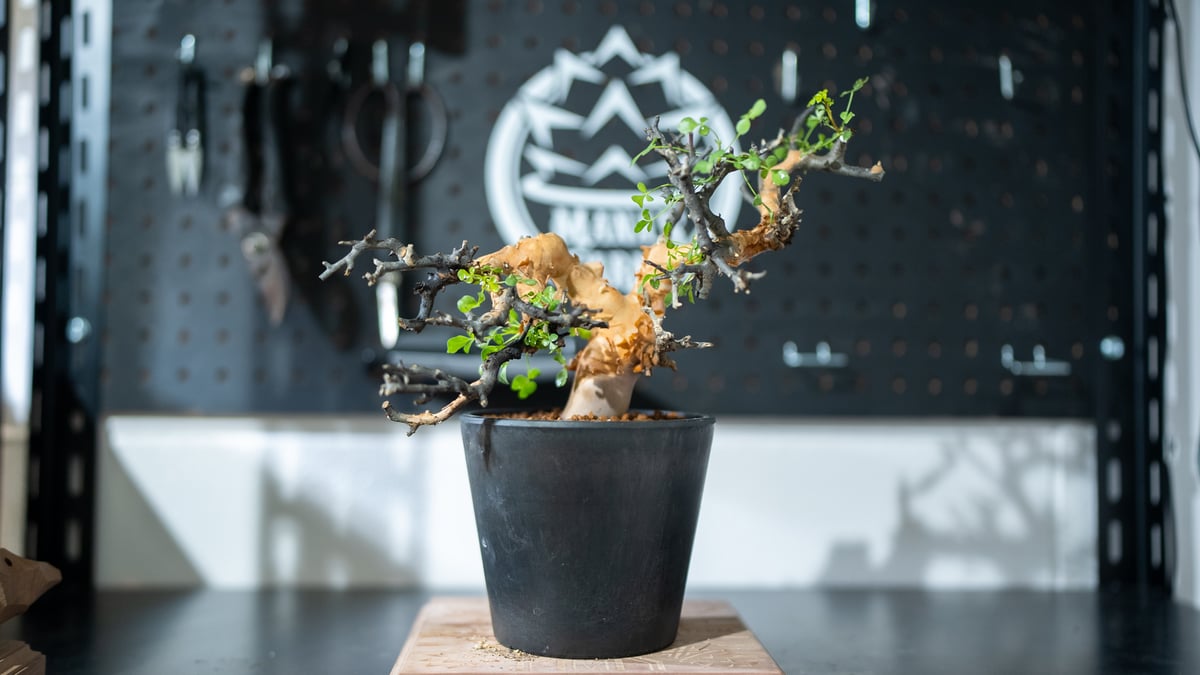 コミフォラ カタフ | mana's green:塊根植物販売|マナズグリーン コミフォラ カタフ | mana's green:塊根植物販売|マナズグリーン