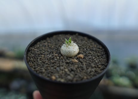 パキポディウム　恵比寿笑い　Pachypodium brevicaule　No.2