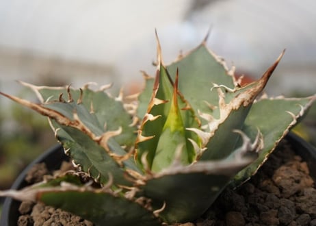 agave oteroi oaxaca　NO.2