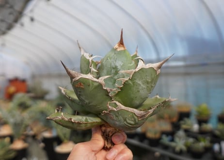 agave titanota chocolate kiss