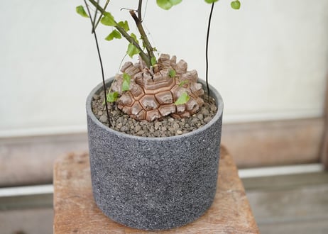 Dioscorea elephantipes