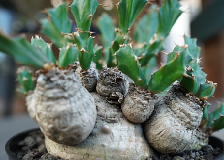 ユーフォルビア　クラビゲラ　Euphorbia clavigera