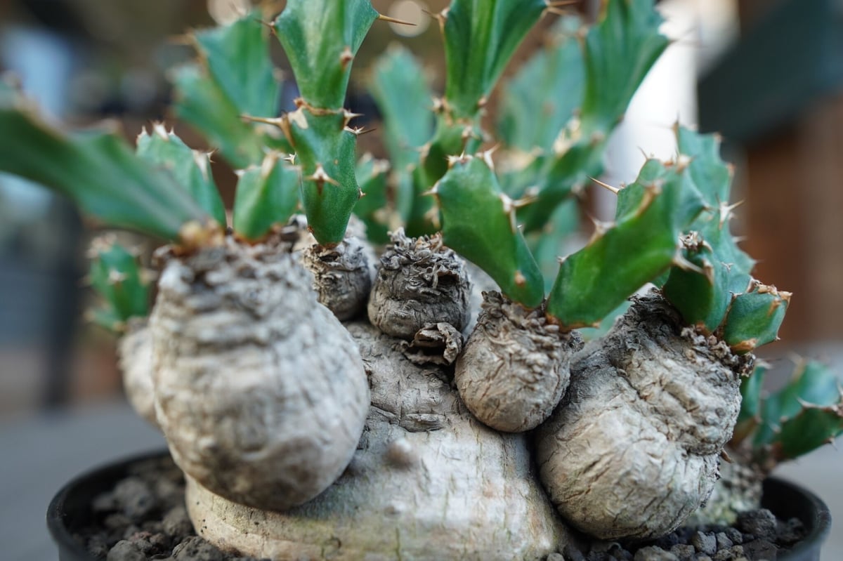 ユーフォルビア クラビゲラ Euphorbia clavigera | mana's farm