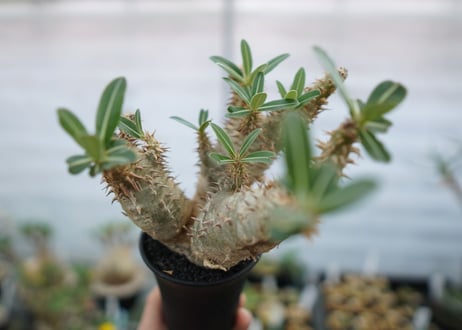 パキポディウム　デンシフローラム　Pachypodium densiflorum　No.4