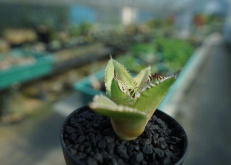 アガベ　チタノタ　FO-76　Agave titanota  FO-76　No.4