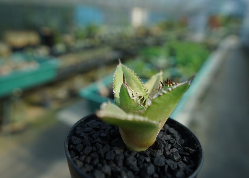 アガベ チタノタ FO-76 Agave titanota FO-76 No.4 | man