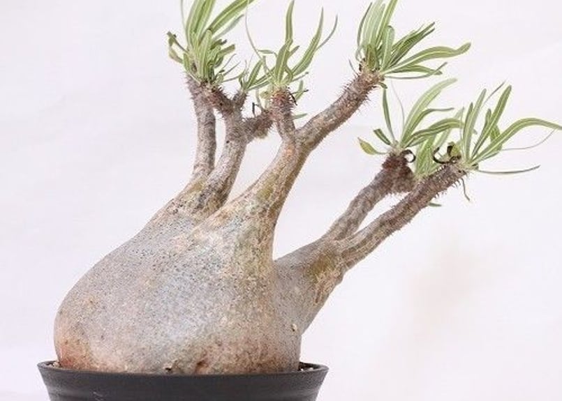 グラキリス 未発根 パキポディウム グラキリス 未発根 | mana's farm