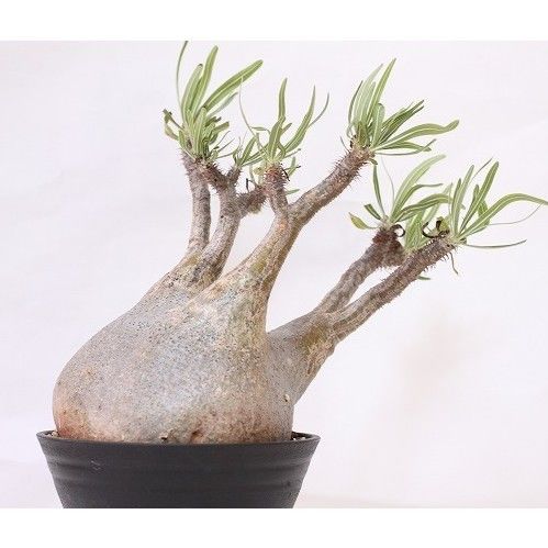 Pachypodium Gracilius パキポディウム グラキリス発根済み パキポディウム グラキリス Pachypodium gracilius 発根済 (gk-47