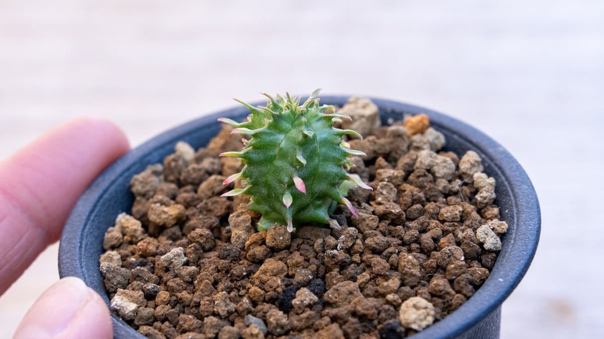 ユーフォルビア ホリダ錦 | mana's farm:塊根植物・アガベ