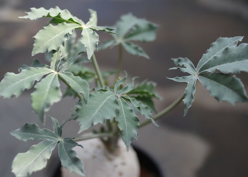 ヤトロファ ベルランディエリ 錦珊瑚 | mana's farm:塊根植物