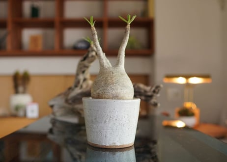 パキポディウム　グラキリス　 Pachypodium Gracilius