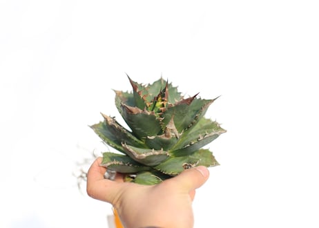 Agave titanota FO-76 dwarf  compacta  no.4