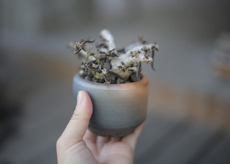 ユーフォルビア キリンドリフォリア Euphorbia cylindrifolia