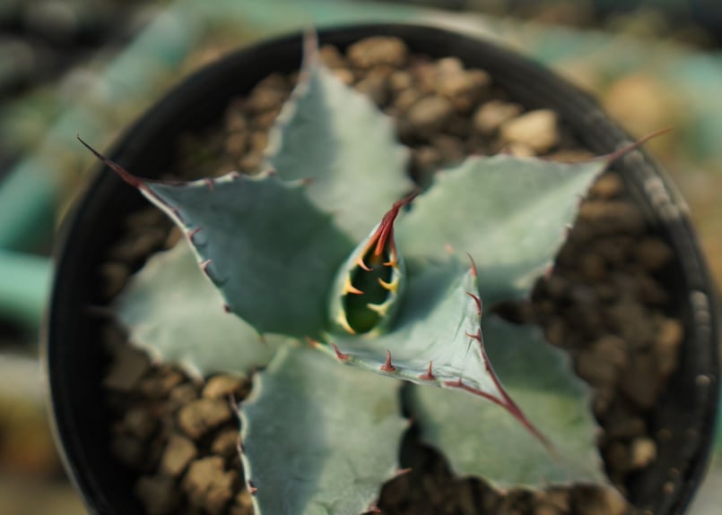 アガベ　パラサナ　トライアンファント　中株　子株付き　グローブ アガベ パラサナ トライアンファント 中株 子株付き グローブ アガベ