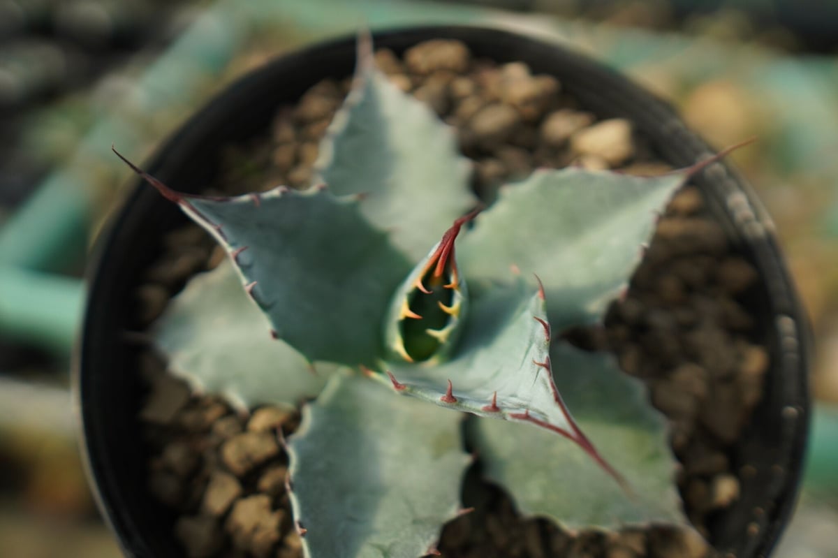 アガベ パラサナ ”トライアンファント” agave parrasana