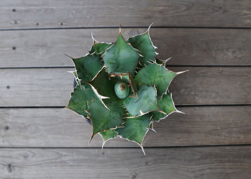 アガベ チタノタ FO-76 Agave titanota ”FO-76
