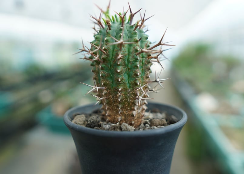 ユーフォルビア 群星冠 Euphorbia stellispina | mana's farm