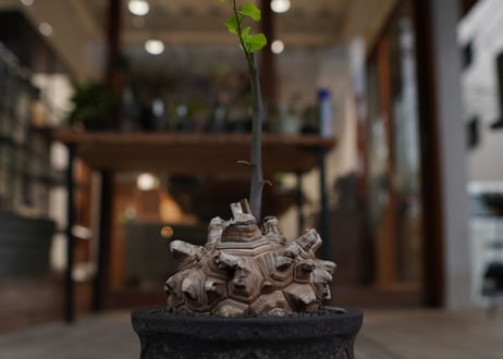 亀甲竜　Dioscorea elephantipes