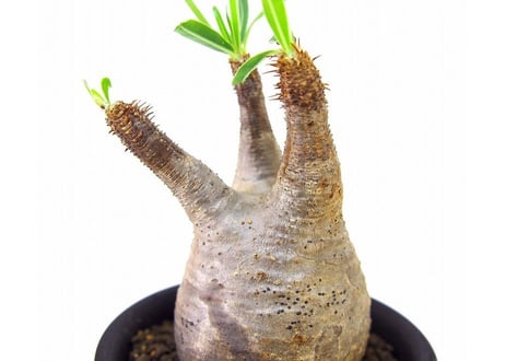 Pachypodium Gracilius パキポディウム  グラキリス  №４ little