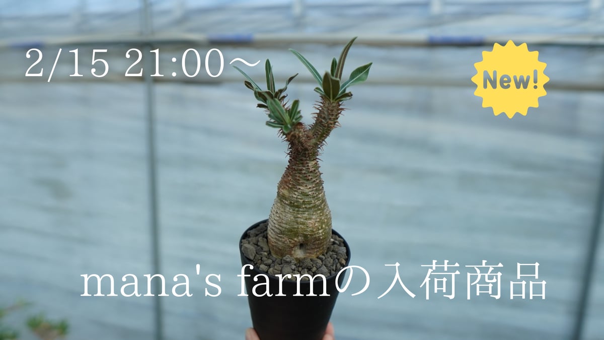実生株から現地株まで様々なパキポディウムをアップしました
