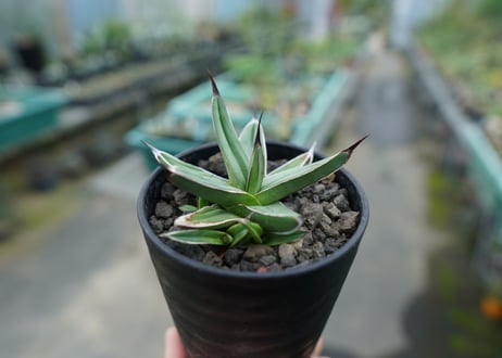 アガベ　ニッケルシー 　Agave nickelsiae