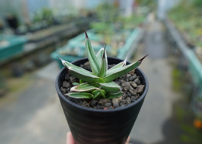 アガベ ニッケルシー Agave nickelsiae | mana's farm:塊根植物