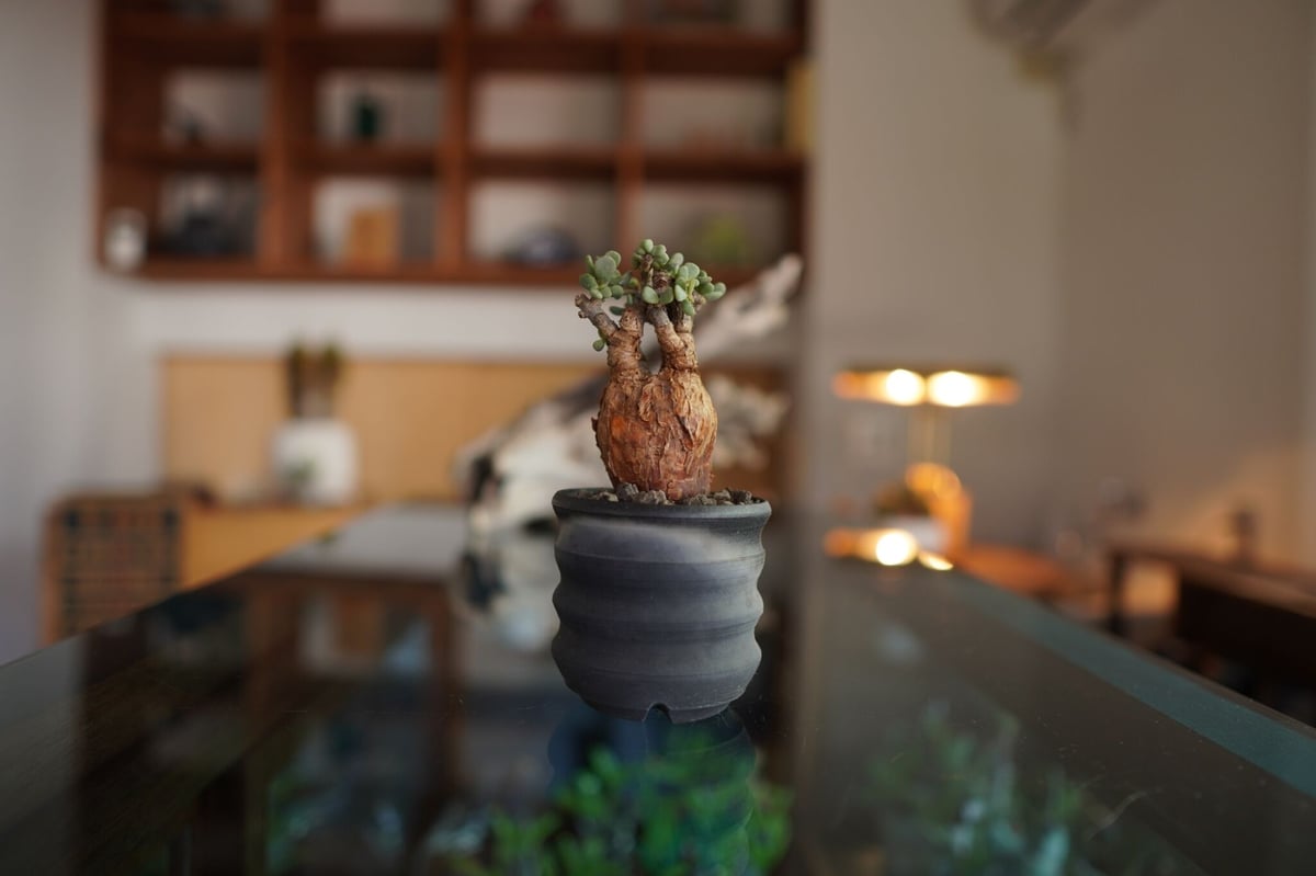Ramat Planter #265 × ケラリア ピグマエア ケラリア ピグマエア