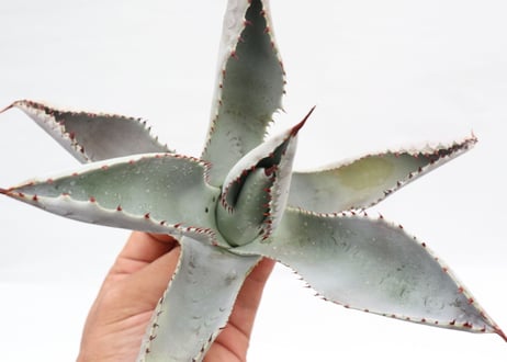 Agave pygmaea 'Dragon Toes' PUP no.2