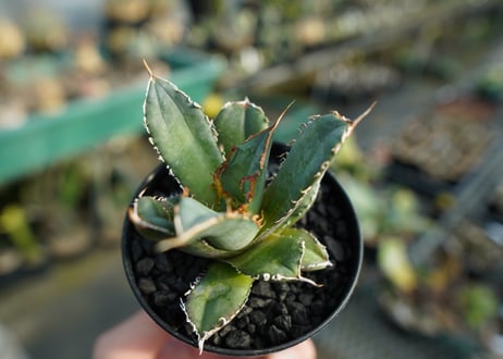 アガベ　チタノタ　FO-76　Agave titanota  FO-76　No.1