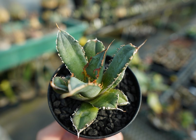 アガベ チタノタ FO-76 Agave titanota FO-76 No.1 | man