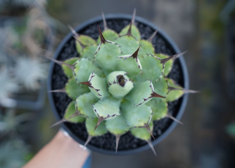 アガベ マクロアカンサ×ポタトラム Agave macroacantha×potatorum