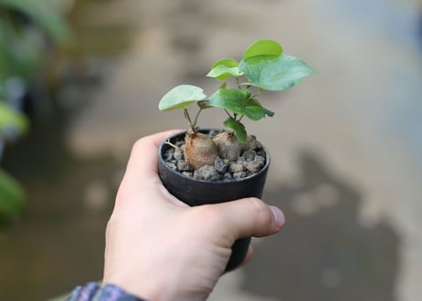 亀甲竜　実生株